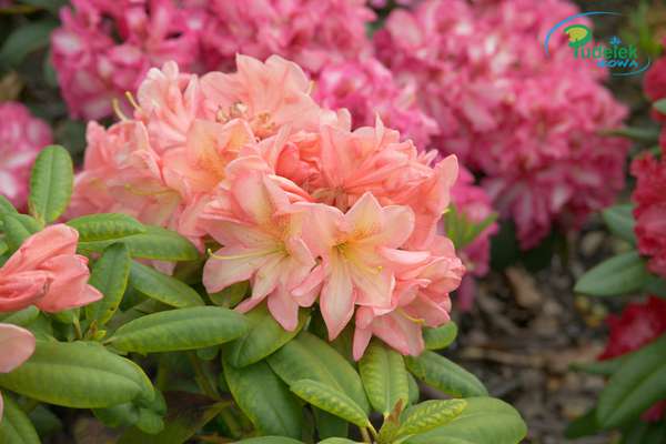 Rhododendron Miriam